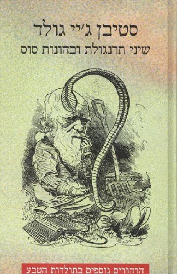 עטיפת שיני תרנגולת ובהונות סוס